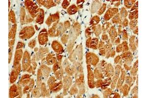 Immunohistochemistry of paraffin-embedded human heart tissue using ABIN7163159 at dilution of 1:100 (PIK3C3 抗体  (Catalytic Subunit))