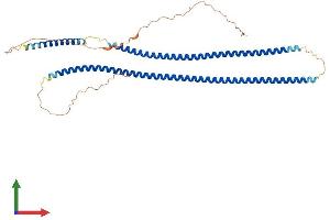 AlphaFold protein structure predicition of Mouse Recombinant Krt40 Protein, UniprotID Q6IFX3