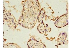 Immunohistochemistry of paraffin-embedded human placenta tissue using ABIN7166735 at dilution of 1:100 (KIAA1191 抗体  (AA 32-305))