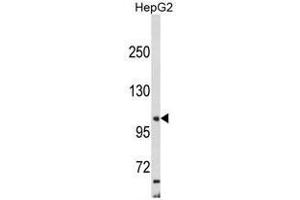 Western blot analysis of AP2A2 Antibody (Center) in HepG2 cell line lysates (35ug/lane).