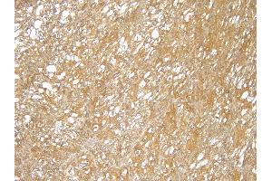(ABIN184949) (4 μg/mL) staining of paraffin embedded Human Kidney. (TRIM8 抗体  (C-Term))