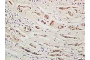 Formalin-fixed and paraffin embedded human kidney labeled with Rabbit Anti-YES1 Polyclonal Antibody, Unconjugated  at 1:200 followed by conjugation to the secondary antibody and DAB staining (YES1 抗体  (AA 441-541))