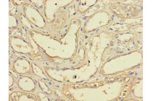 Immunohistochemistry of paraffin-embedded human kidney tissue using ABIN7158679 at dilution of 1:100 (BRCC3 抗体  (AA 14-316))