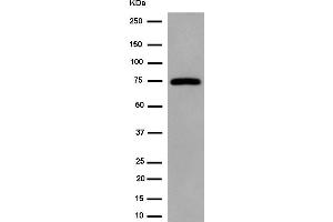 Western blot analysis of G3BP-1 expression in 293 whole cell lysates (G3BP1 抗体  (Internal Region))