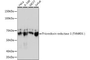 Western blot analysis of extracts of various cell lines, using Thioredoxin reductase 1 (Thioredoxin reductase 1 (TXNRD1 ) ) Rabbit mAb (ABIN7270805) at 1:1000 dilution. (TXNRD1 抗体)