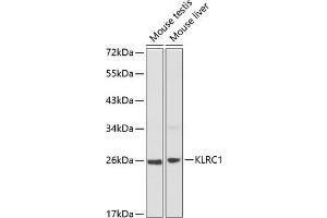 Western blot analysis of extracts of various cell lines, using KLRC1 antibody (ABIN3021798, ABIN3021799, ABIN3021800 and ABIN6215936) at 1:1000 dilution. (KLRC1 抗体  (AA 96-215))