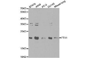 Western blot analysis of extracts of various cell lines, using FTH1 antibody. (FTH1 抗体  (AA 1-183))