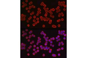 Immunofluorescence analysis of HT-29 cells using EpCAM Rabbit pAb (ABIN3021637, ABIN3021638, ABIN3021639, ABIN1513585 and ABIN6215463) at dilution of 1:100 (40x lens). (EpCAM 抗体  (AA 40-260))