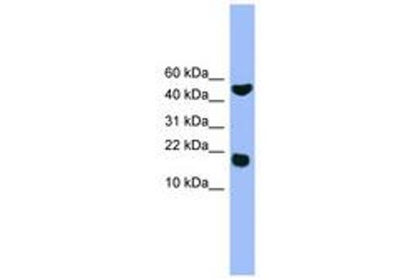 RWDD1 抗体  (AA 41-90)