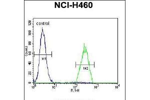 Flow cytometric analysis of NCI-H460 cells (right histogram) compared to a negative control cell (left histogram). (B3GALT5 抗体  (N-Term))