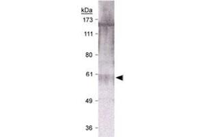 Western blot analysis of RAD9A in U-2 OS cell lysate with RAD9A polyclonal antibody .