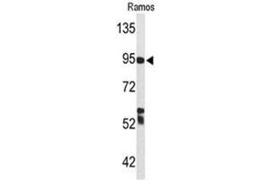 Western blot analysis of C7 Antibody (Center) in Ramos cell line lysates (35µg/lane). (C7 抗体  (Middle Region))