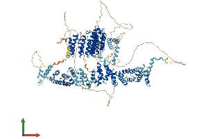 AlphaFold protein structure predicition of Human Recombinant SYMPK Protein, UniprotID Q92797 (Symplekin Protein (SYMPK) (AA 1-1274) (His tag))