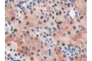 Immunohistochemistry (IHC) image for anti-Transaldolase 1 (TALDO1) (AA 35-285) antibody (ABIN7440293)