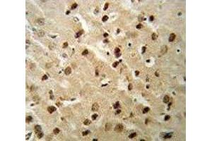 Beclin1 antibody IHC analysis in formalin fixed and paraffin embedded mouse brain tissue. (Beclin 1 抗体  (AA 95-132))