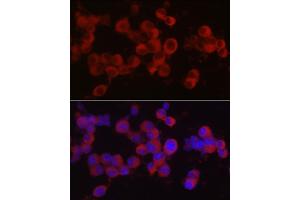Immunofluorescence analysis of Neuro-2a cells using Ret Rabbit pAb (ABIN6130657, ABIN6146873, ABIN6146874 and ABIN6213585) at dilution of 1:50 (40x lens). (Ret Proto-Oncogene 抗体  (AA 29-300))