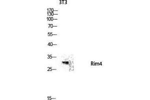 Western Blot (WB) analysis of 3T3 lysis using Rim4 antibody. (RIMS4 抗体  (Internal Region))