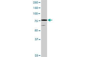 Western Blotting (WB) image for anti-Ribosomal Protein S6 Kinase, 90kDa, Polypeptide 5 (RPS6KA5) (AA 1-802) antibody (ABIN522728)