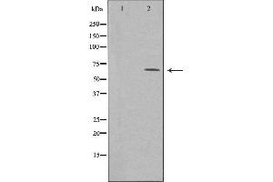 Western blot analysis of extracts from COLO cells, using MEGF9 antibody. (MEGF9 抗体  (Internal Region))