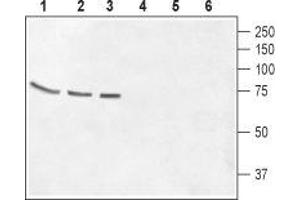 Western Blotting (WB) image for anti-gamma-aminobutyric Acid (GABA) Receptor, theta (GABRQ) (AA 131-143), (Extracellular) antibody (ABIN7043197)