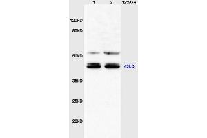 Mouse heart lysates probed with Anti C3orf21/XXYLT1 Polyclonal Antibody, Unconjugated (ABIN1385794) at 1:200 in 4 °C. (XXYLT1 抗体  (AA 120-165))