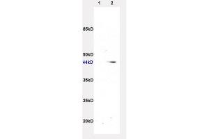 L1 rat liver and L2 rat brain lysates, probed: ADRB3 (ABIN737106) at 1:200 in 4 °C. (ADRB3 抗体  (AA 310-408))