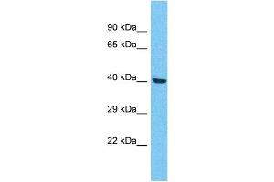 Western Blotting (WB) image for anti-Olfactory Receptor, Family 4, Subfamily F, Member 21 (OR4F21) (C-Term) antibody (ABIN2447794) (OR4F21 抗体  (C-Term))