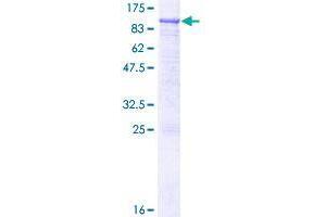 RASGRP3 Protein (AA 1-690) (GST tag)