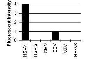 Cross Reactivity Results determined by IFA (HSV1 ICP0 抗体)