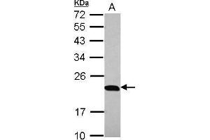 WB Image Sample (30 ug of whole cell lysate) A: 293T 12% SDS PAGE antibody diluted at 1:10000 (PTGES3 抗体)