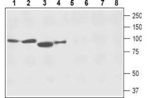 Western blot analysis of rat brain membranes (lanes 1 and 5), mouse brain membranes (lanes 2 and 6), rat skeletal muscle lysate (lanes 3 and 7) and human SH-SY5Y neuroblastoma cell lysate (lanes 4 and 8): - 1-4. (SLC8A2 抗体  (3rd Intracellular Loop))