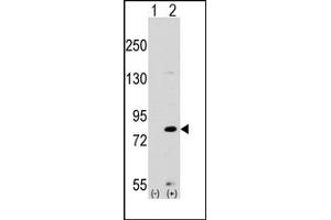 Image no. 1 for anti-MYST Histone Acetyltransferase 2 (MYST2) (Middle Region) antibody (ABIN356665)