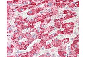 Anti-SCHAD / HADHSC antibody IHC staining of human liver. (HADH 抗体  (AA 234-245))
