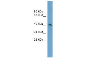 WB Suggested Anti-SUV39H2 Antibody Titration:  0. (SUV39H2 抗体  (Middle Region))