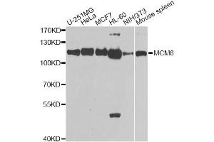 Western blot analysis of extracts of various cell lines, using MCM6 antibody (ABIN5971012) at 1/1000 dilution. (MCM6 抗体)