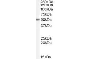 Western Blotting (WB) image for anti-Paired Box 6 (PAX6) (AA 267-280) antibody (ABIN297509) (PAX6 抗体  (AA 267-280))