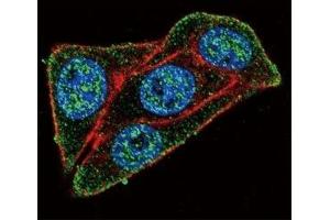Confocal immunofluorescent analysis of PAX-6 antibody with HeLa cells followed by Alexa Fluor 488-conjugated goat anti-rabbit lgG (green). (PAX6 抗体  (AA 352-380))