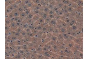 IHC-P analysis of Mouse Liver Tissue, with DAB staining. (MIB2 抗体  (AA 546-784))