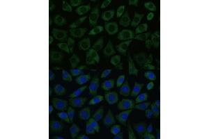 Immunofluorescence analysis of L929 cells using DDX6 Polyclonal Antibody (ABIN7266704) at dilution of 1:100 (40x lens).