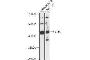 CAMK1 抗体  (AA 1-93)