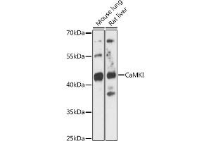 Western blot analysis of extracts of various cell lines, using CaMKI antibody (ABIN7266017) at 1:3000 dilution. (CAMK1 抗体  (AA 1-93))