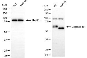 anti-Caspase 10, Apoptosis-Related Cysteine Peptidase (CASP10) antibody