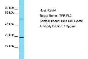 Host: Rabbit Target Name: ITPRIPL2 Sample Tissue: Human Hela Whole Cell Antibody Dilution: 1ug/ml (ITPRIPL2 抗体  (C-Term))