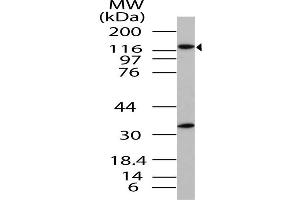 Image no. 1 for anti-Importin 8 (IPO8) (AA 700-1000) antibody (ABIN5027312) (Importin 8 抗体  (AA 700-1000))