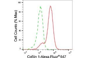Flow cytometric analysis of cofilin 1 expression in H9c2 cells using cofilin 1 antibody (ABIN7798111), 1:2,000). (Recombinant Cofilin 抗体)