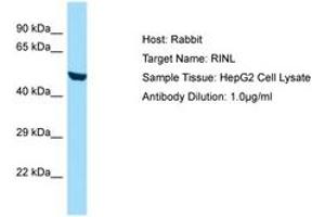 Image no. 1 for anti-Ras and Rab Interactor-Like (RINL) (AA 62-111) antibody (ABIN6749889) (RINL 抗体  (AA 62-111))
