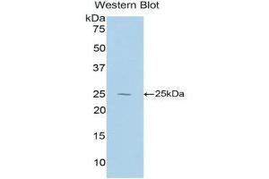 Western Blotting (WB) image for anti-Interleukin 27 (IL27) (AA 32-234) antibody (ABIN1859408)