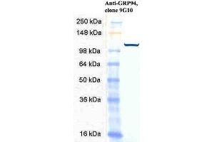 Western Blot analysis of Human HeLa cell lysates showing detection of GRP94 protein using Rat Anti-GRP94 Monoclonal Antibody, Clone 9G10 . (GRP94 抗体  (PE))
