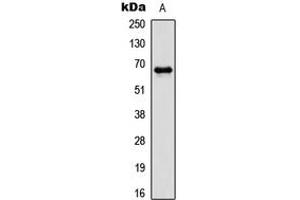 Western blot analysis of PAK1 (pT212) expression in HCT116 (A) whole cell lysates. (PAK1 抗体  (pSer212))