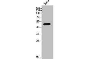 Western Blot analysis of HeLa cells using Casein Kinase Iγ2 Polyclonal Antibody (Casein Kinase 1 gamma 2 抗体  (N-Term))